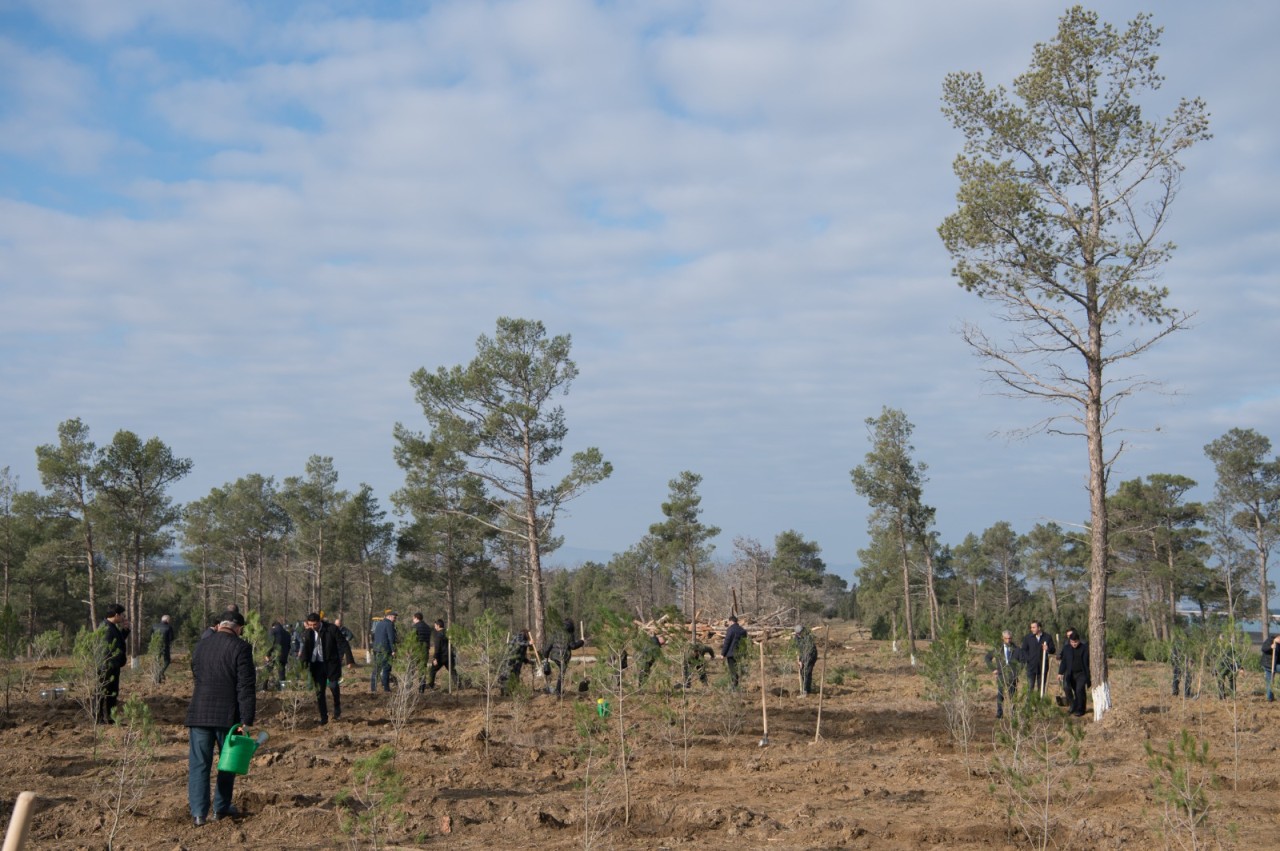 “Yaşıl və sağlam gələcək naminə” devizi altında ağacəkmə aksiyası keçirildi - FOTOLAR