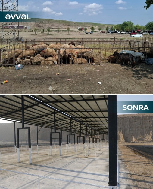 İki rayonda heyvan bazarları fəaliyyətə başladı - FOTOLAR