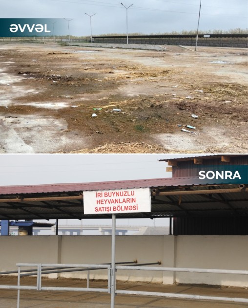İki rayonda heyvan bazarları fəaliyyətə başladı - FOTOLAR