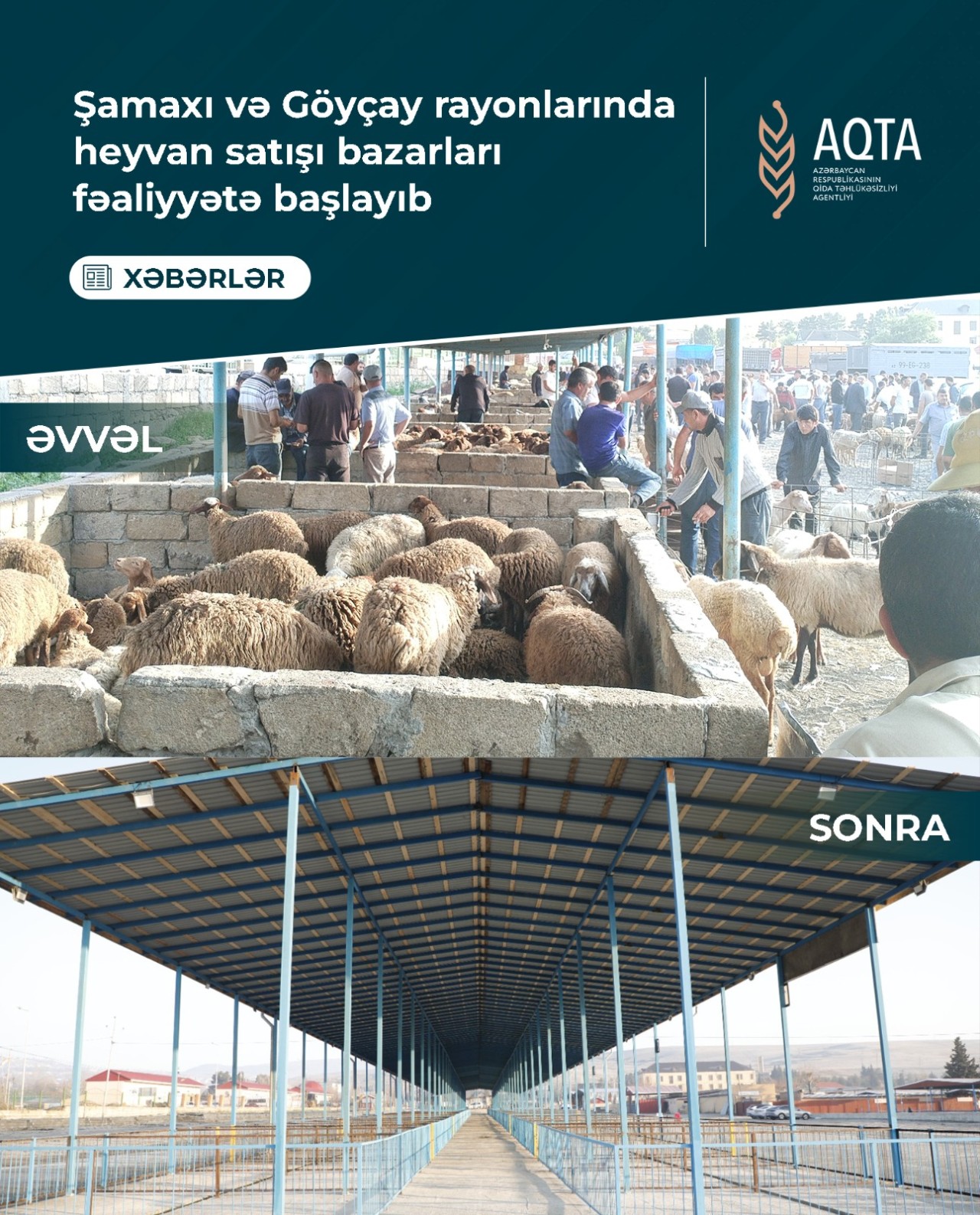 Şamaxı və Göyçay heyvan satışı bazarları açıldı 