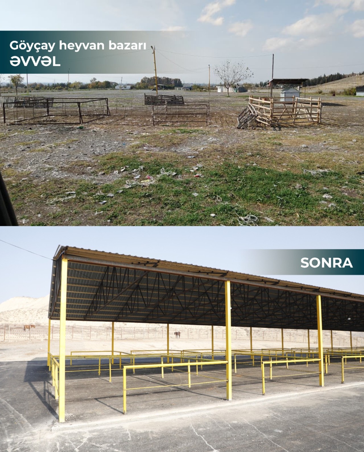 Şamaxı və Göyçay heyvan satışı bazarları açıldı 