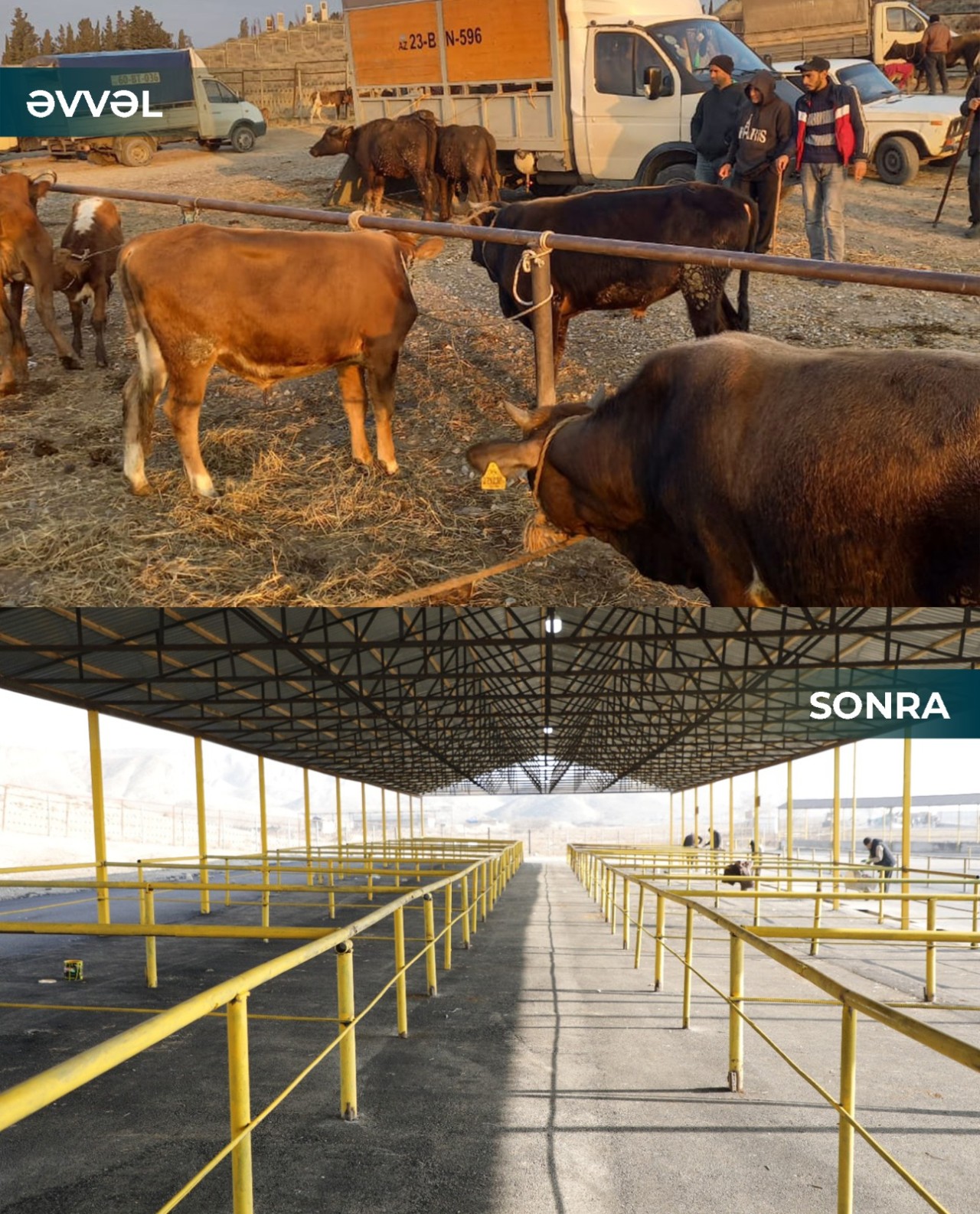 Şamaxı və Göyçay heyvan satışı bazarları açıldı 