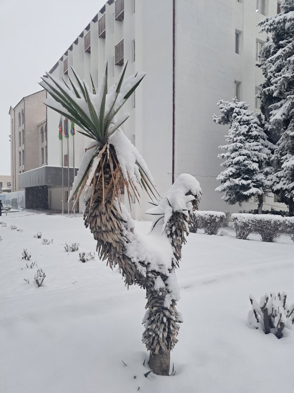 Xankəndiyə qar yağır - FOTOLAR