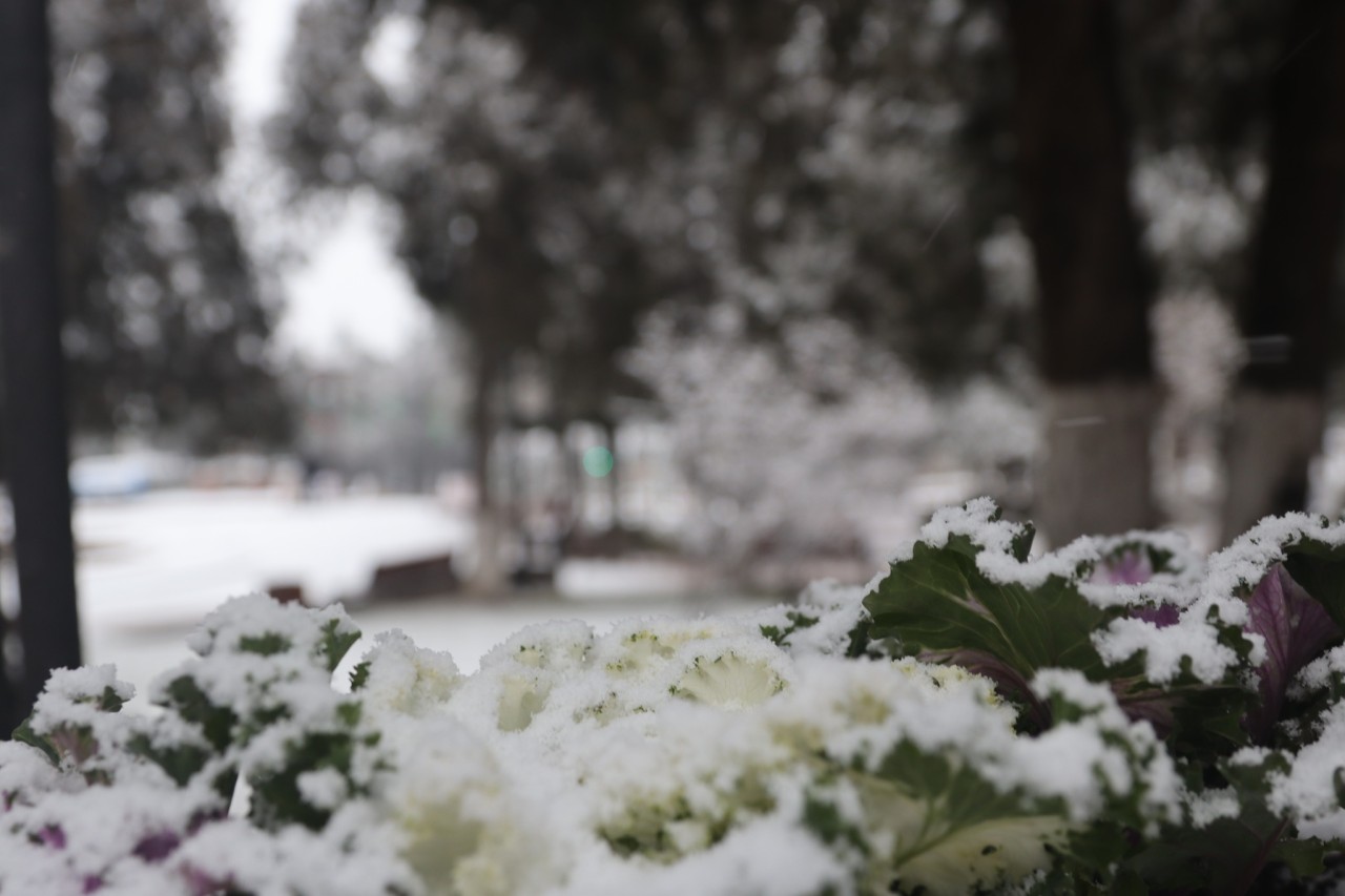 Xankəndiyə qar yağır - FOTOLAR