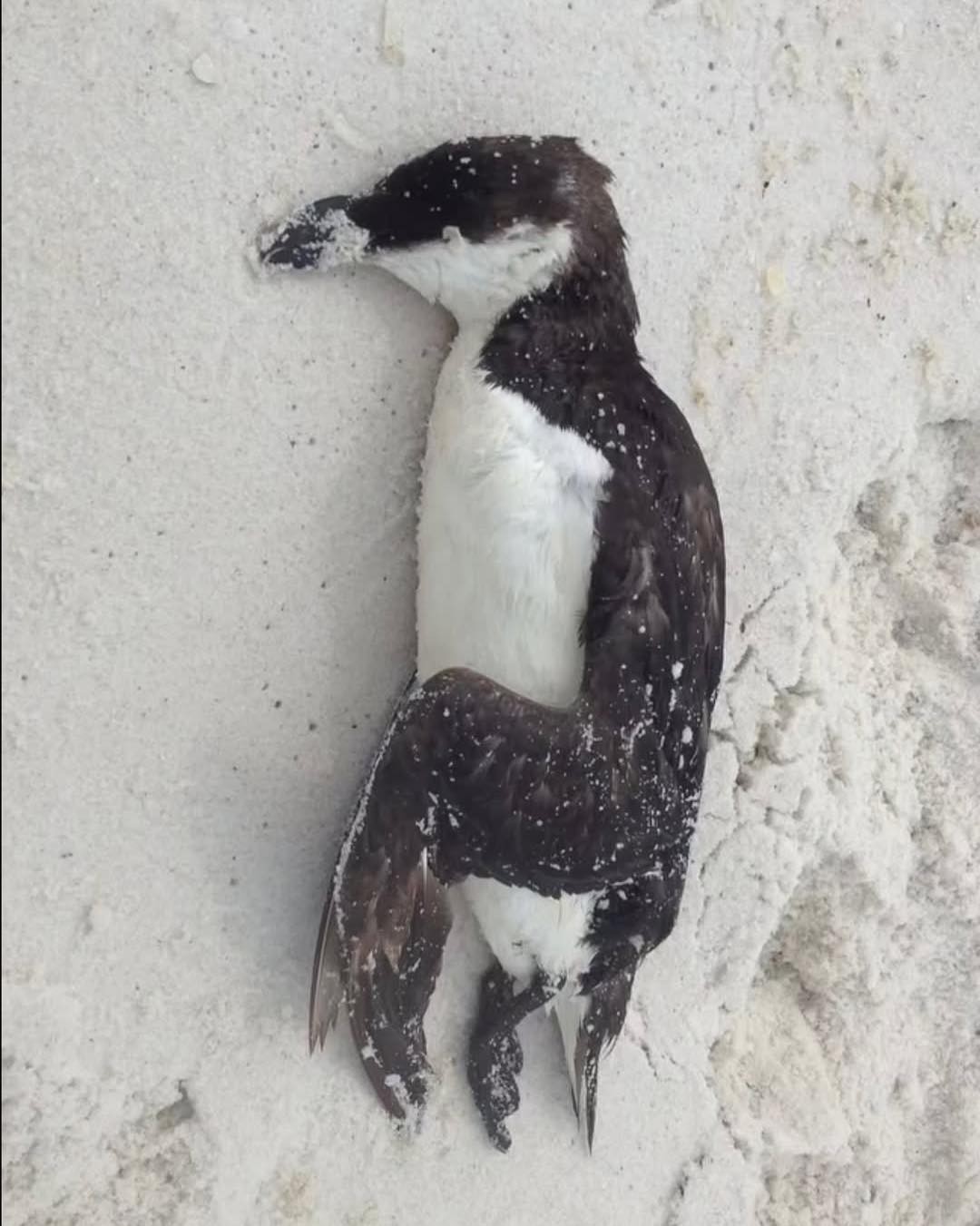 Uğursuzluqla üzləşdi, amma milyardlarla insanı motivasiya etdi - VİDEO