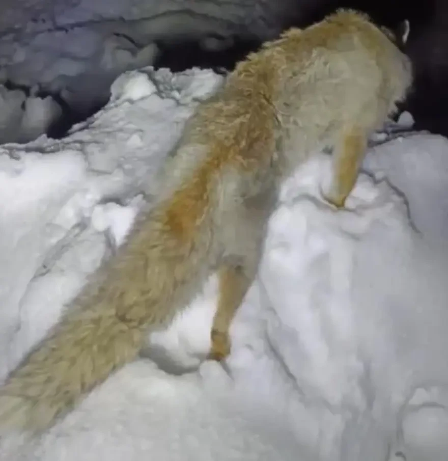 Ayaq üstə donaraq öldü - FOTOLAR