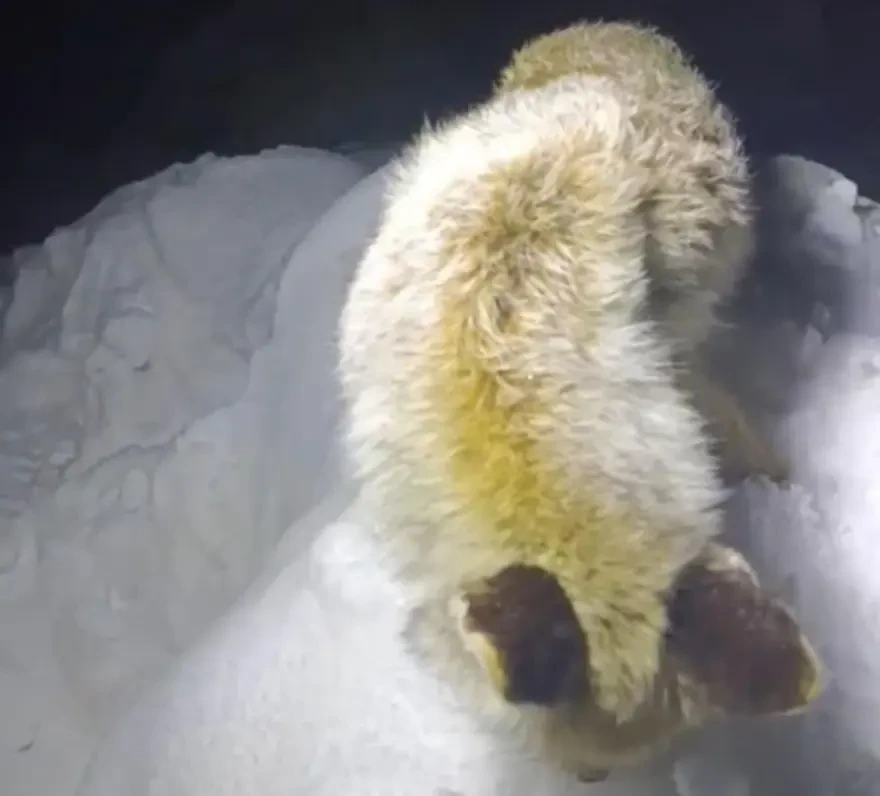 Ayaq üstə donaraq öldü - FOTOLAR