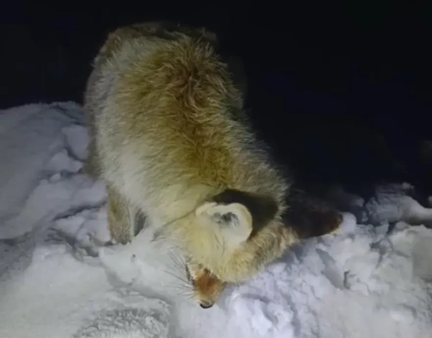 Ayaq üstə donaraq öldü - FOTOLAR