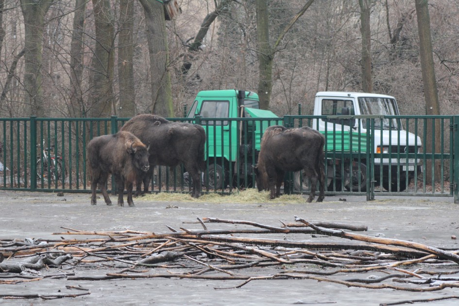 Almaniyadan Azərbaycana 18 zubr yola salındı - FOTOLAR