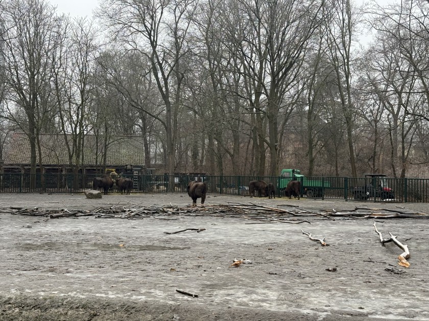 Almaniyadan Azərbaycana 18 zubr yola salındı - FOTOLAR