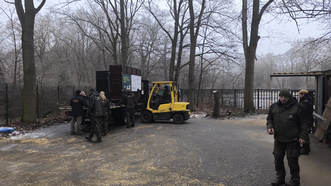 Almaniyadan Azərbaycana 18 zubr yola salındı - FOTOLAR