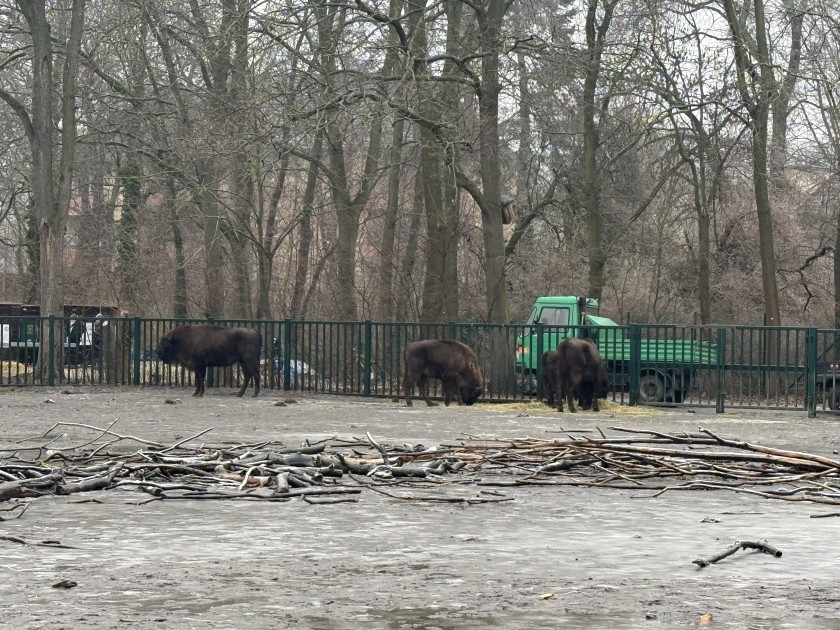 Almaniyadan Azərbaycana 18 zubr yola salındı - FOTOLAR