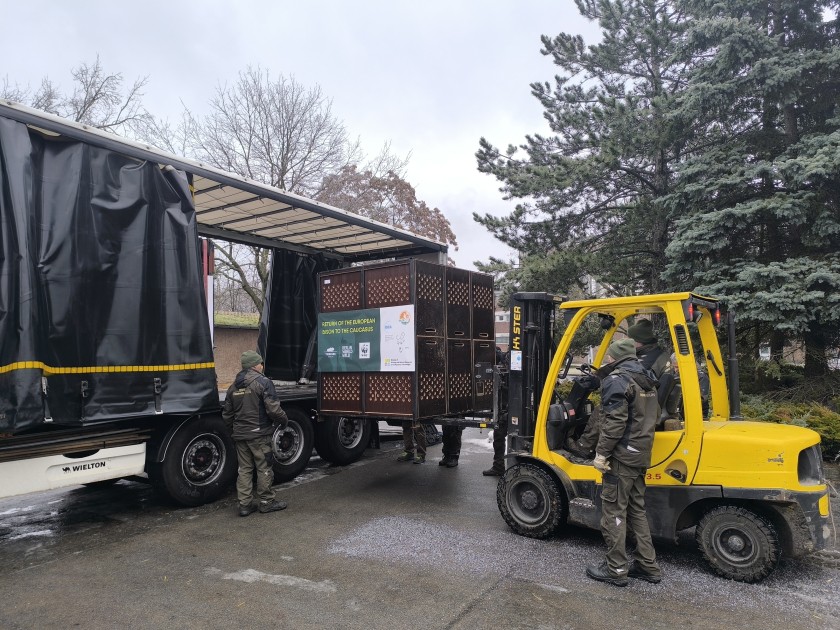 Almaniyadan Azərbaycana 18 zubr yola salındı - FOTOLAR