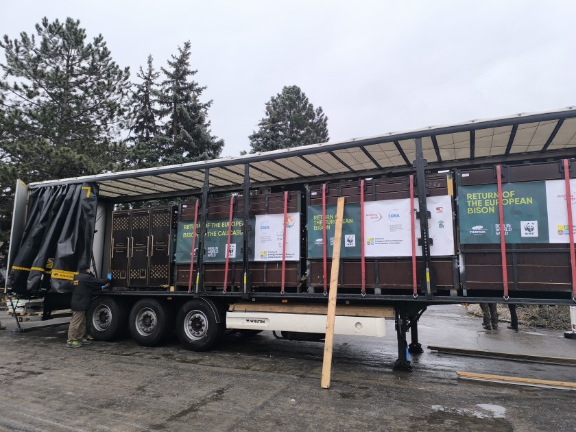 Almaniyadan Azərbaycana 18 zubr yola salındı - FOTOLAR