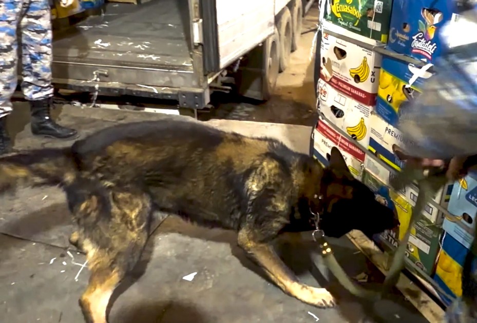 "Təzə qarpız"dan külli miqdarda narkotik çıxdı - FOTOLAR