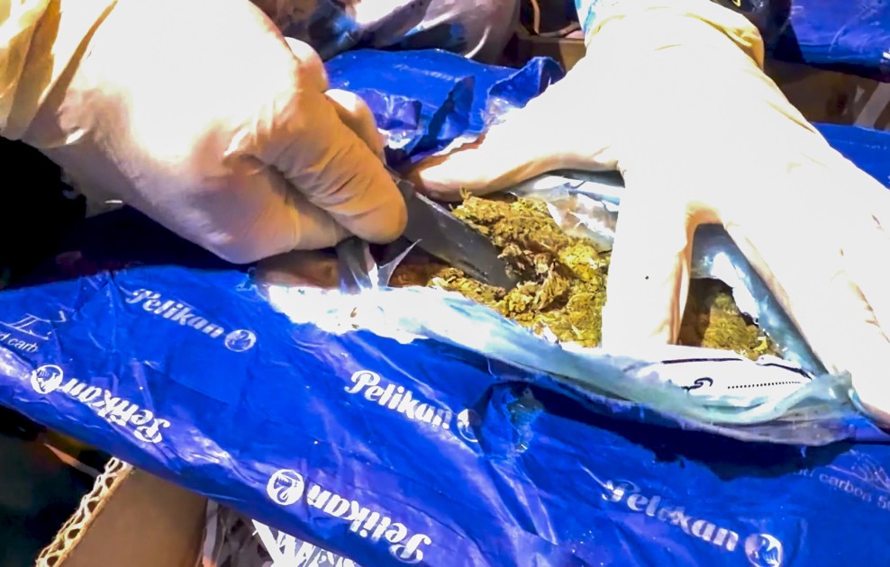 "Təzə qarpız"dan külli miqdarda narkotik çıxdı - FOTOLAR