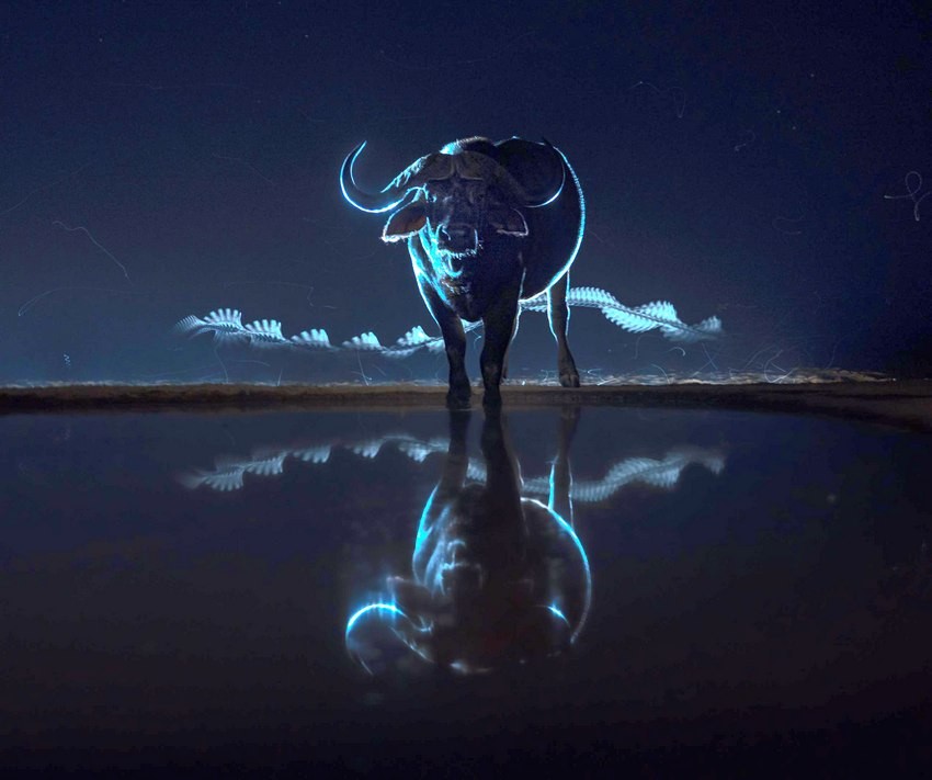 Dünyanın ən yaxşı vəhşi təbiət görüntüləri