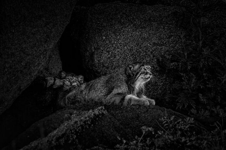 Dünyanın ən yaxşı vəhşi təbiət görüntüləri