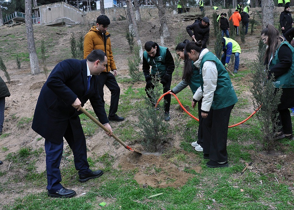 Sumqayıtda genişmiqyaslı ağacəkmə aksiyası keçirilib - FOTOLAR