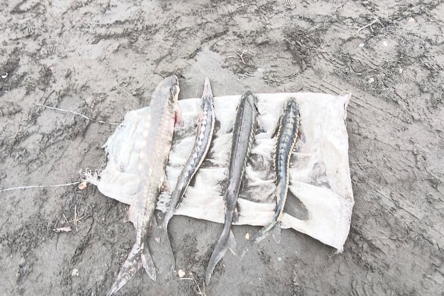 Qanunsuz balıq ovuna qarşı mübarizə tədbirləri davam etdirilir - FOTOLAR