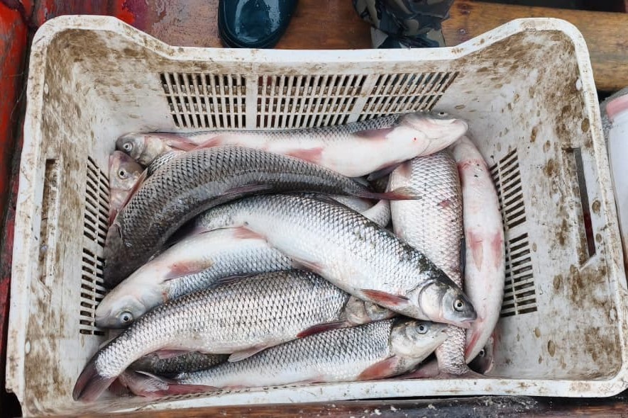Qanunsuz balıq ovuna qarşı mübarizə tədbirləri davam etdirilir - FOTOLAR