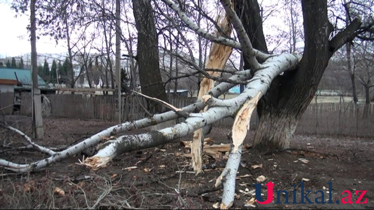 Güclü külək Goranboyda fəsadlar törədi - FOTO
