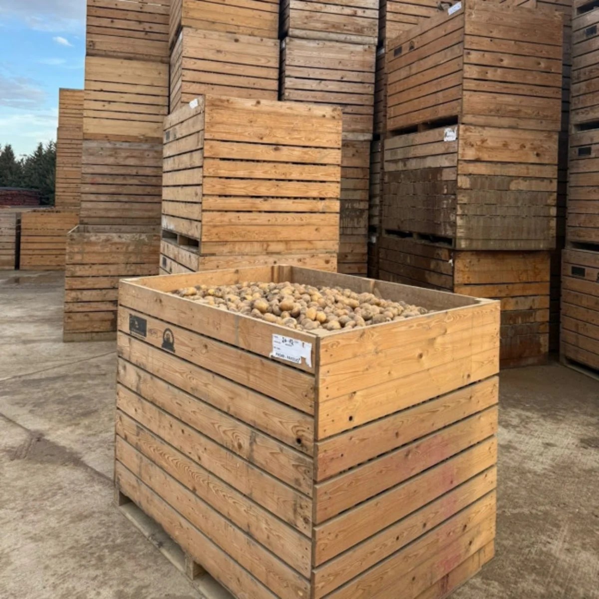 73 tondan çox toxumluq kartof məhv edilib - FOTOLAR