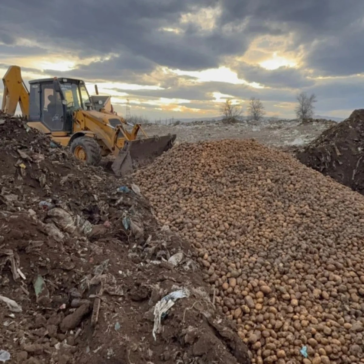73 tondan çox toxumluq kartof məhv edilib - FOTOLAR