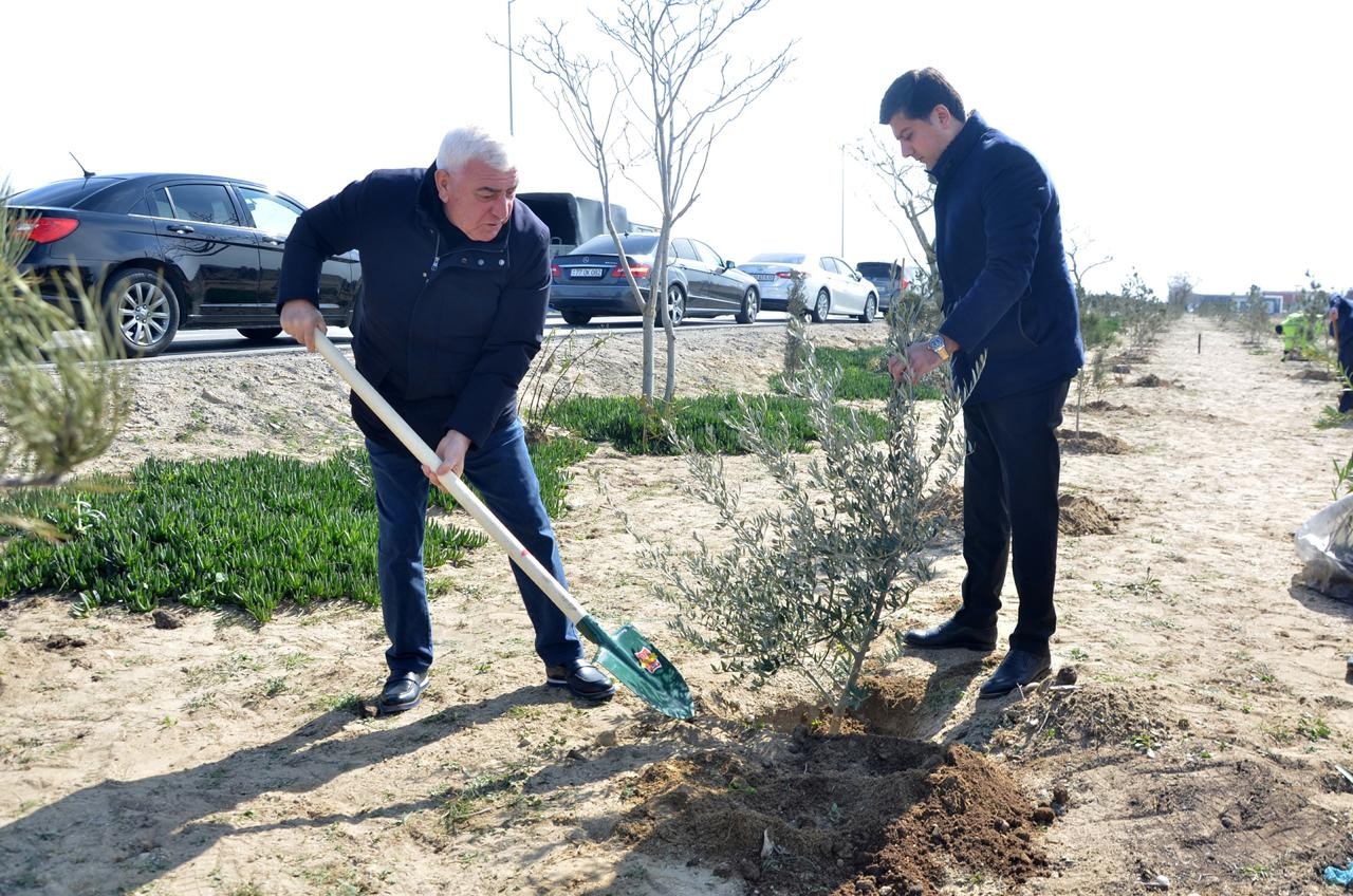 Pirallahı rayonunda ağacəkmə aksiyası keçirilib - FOTO