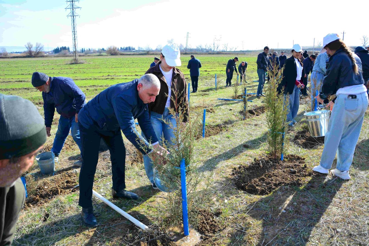 Ağstafada ağacəkmə aksiyası keçirilib - FOTOLAR