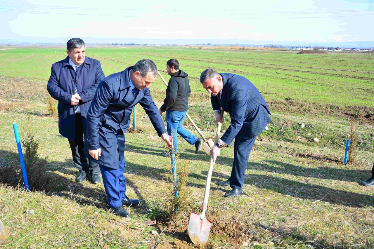 Ağstafada ağacəkmə aksiyası keçirilib - FOTOLAR