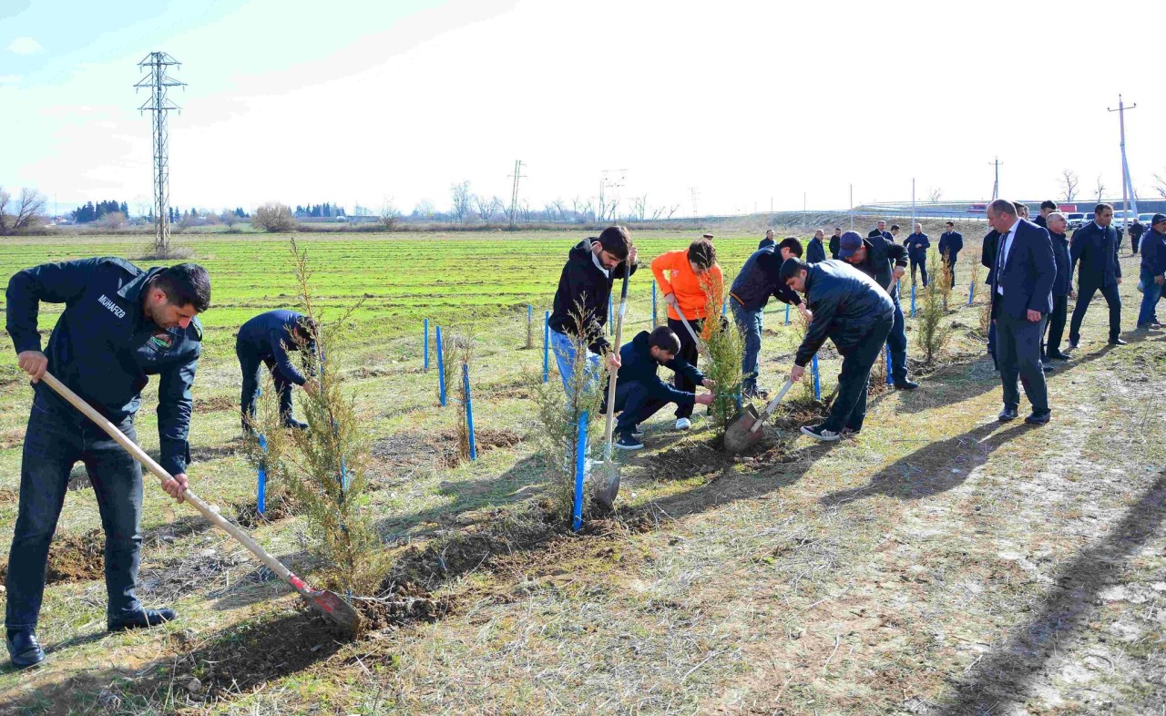 Ağstafada ağacəkmə aksiyası keçirilib - FOTOLAR