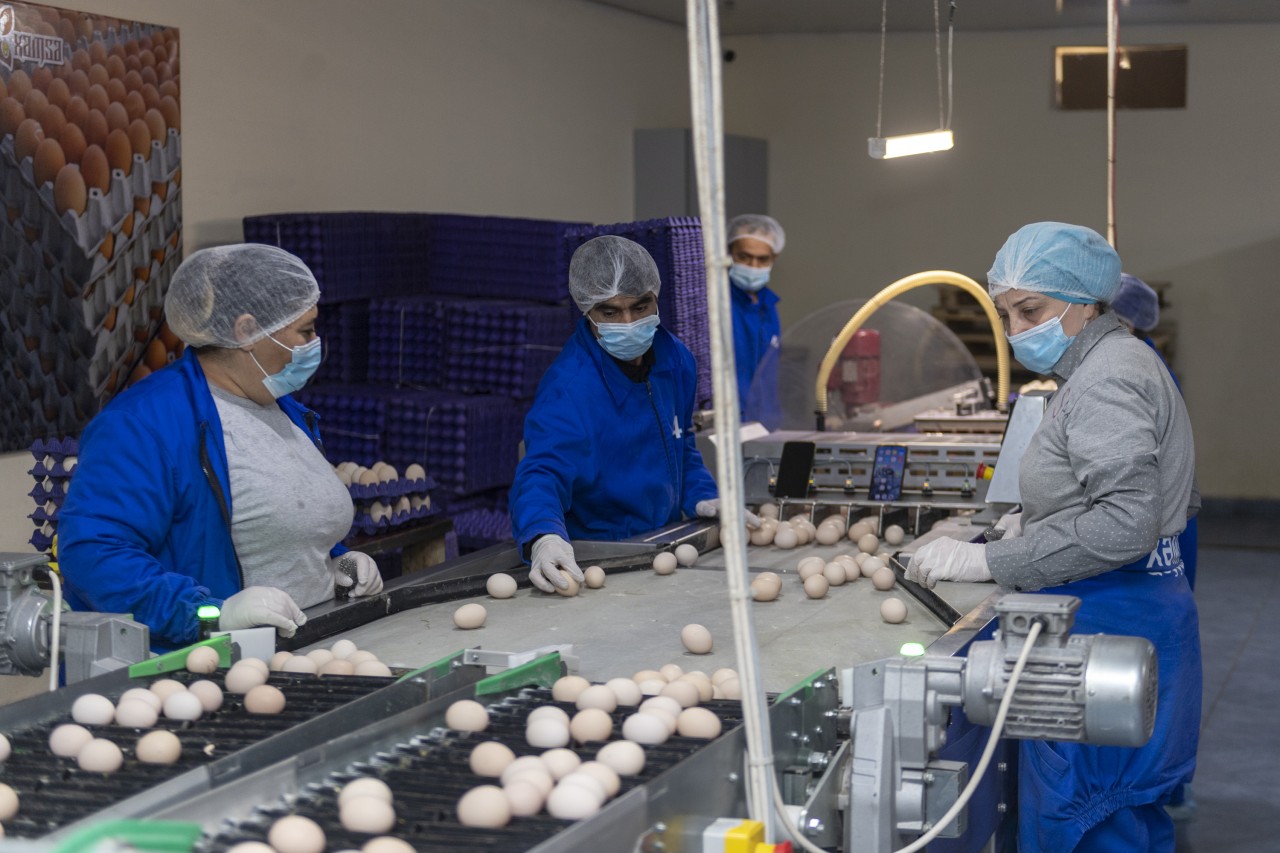 Nazir Məcnun Məmmədov quşçuluq müəssisələrinin fəaliyyəti ilə tanış oldu - FOTOLAR