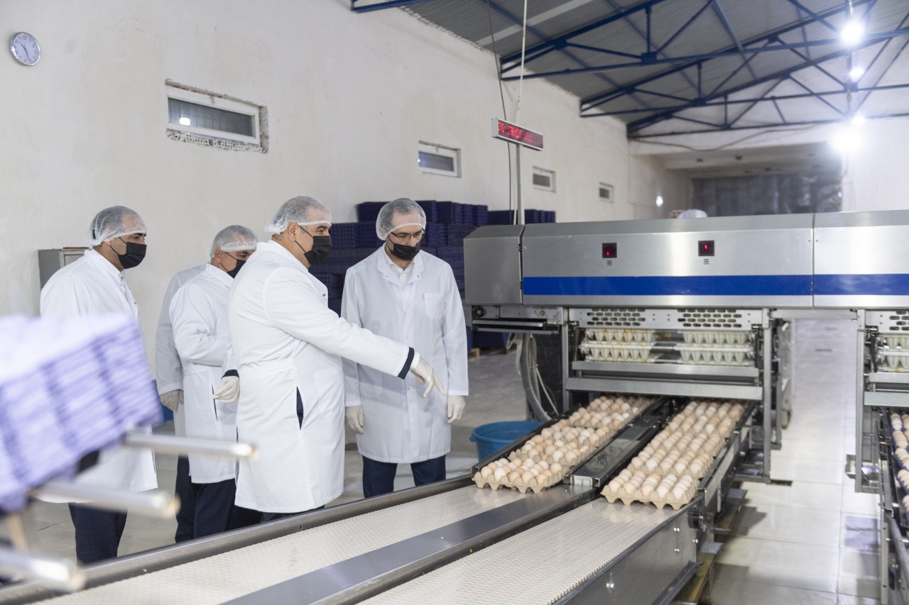 Nazir Məcnun Məmmədov quşçuluq müəssisələrinin fəaliyyəti ilə tanış oldu - FOTOLAR