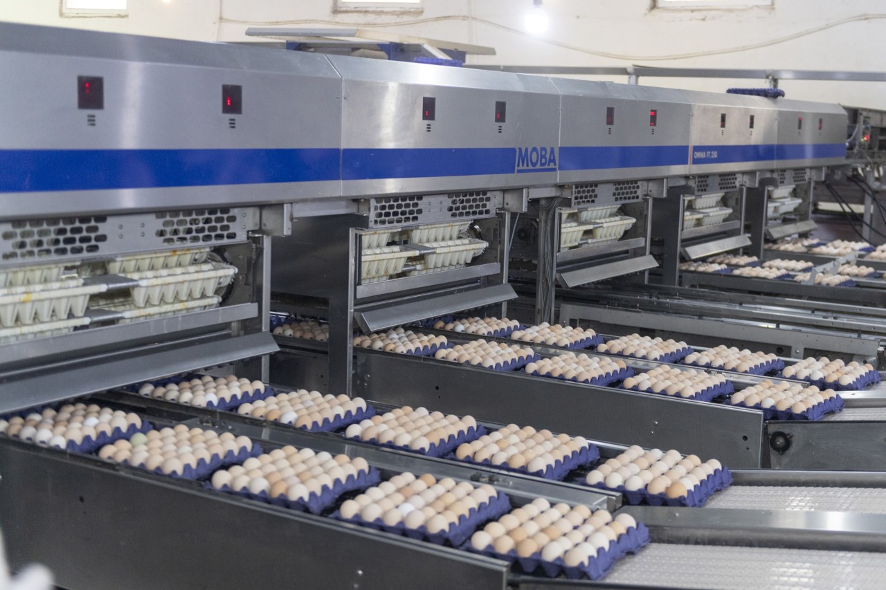 Nazir Məcnun Məmmədov quşçuluq müəssisələrinin fəaliyyəti ilə tanış oldu - FOTOLAR