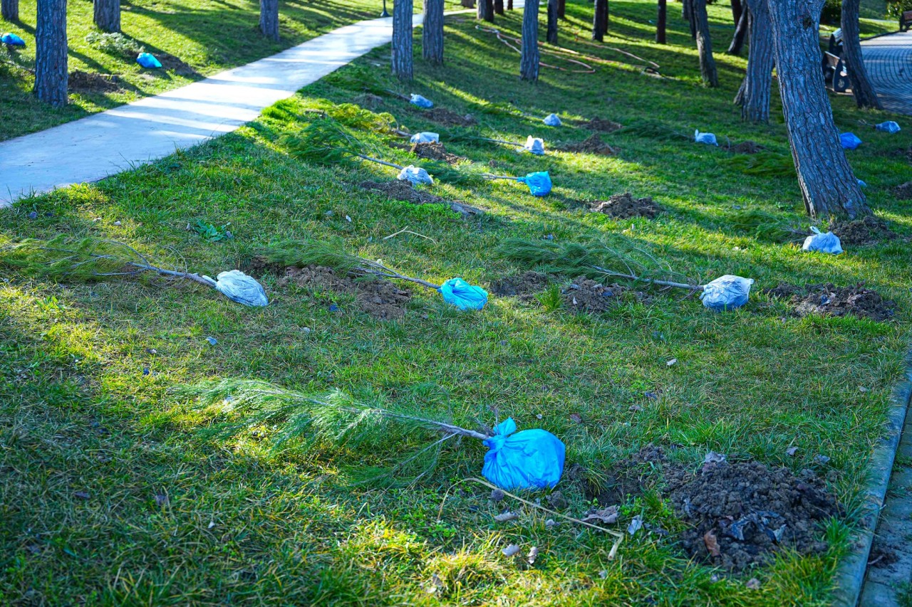 Xətai RİH ağacəkmə aksiyası keçirdi - FOTOLAR