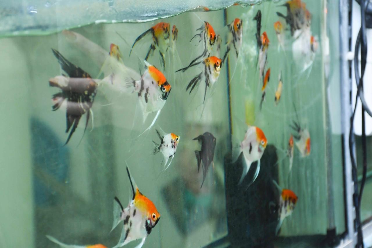 Balıqçılıq və Akvakultura Mərkəzinin nümayəndə heyəti ADAU-da - FOTOLAR