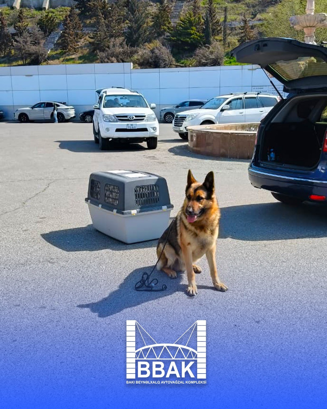 BBAK-da növbəti “DogShow” təşkil olunub - FOTOLAR/VİDEO