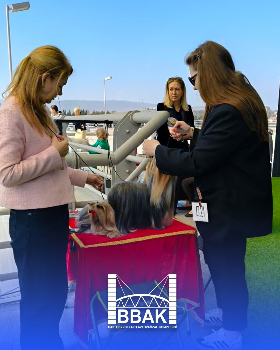 BBAK-da növbəti “DogShow” təşkil olunub - FOTOLAR/VİDEO