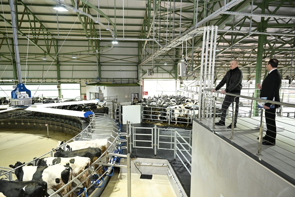 İlham Əliyev “Şirvan Aqro” heyvandarlıq kompleksinin açılışında - FOTOLAR