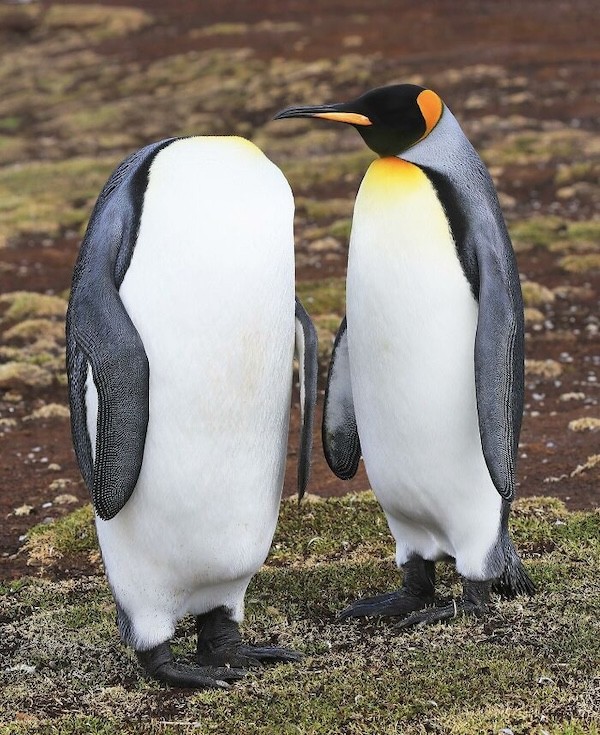 Təbiətin ən gülməli anları - FOTOLAR