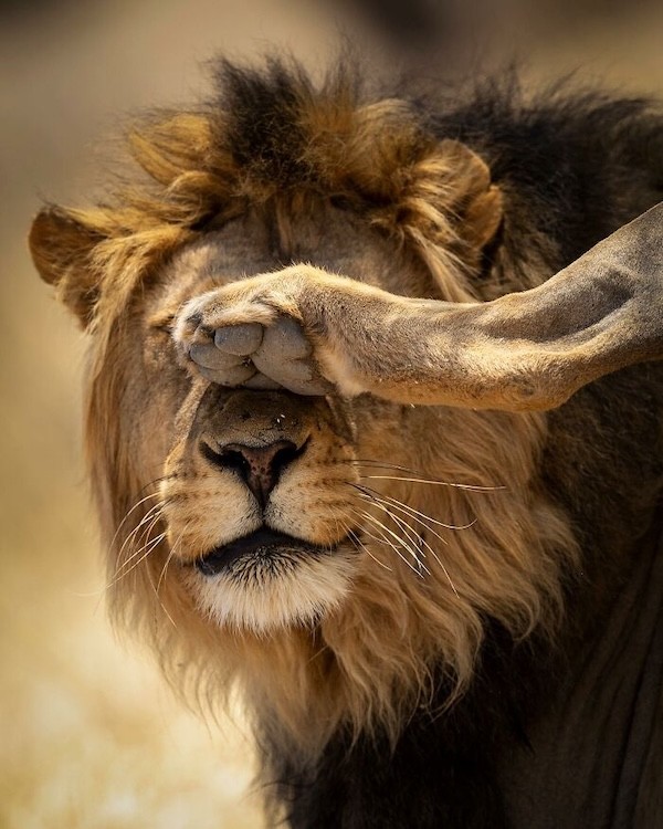 Təbiətin ən gülməli anları - FOTOLAR