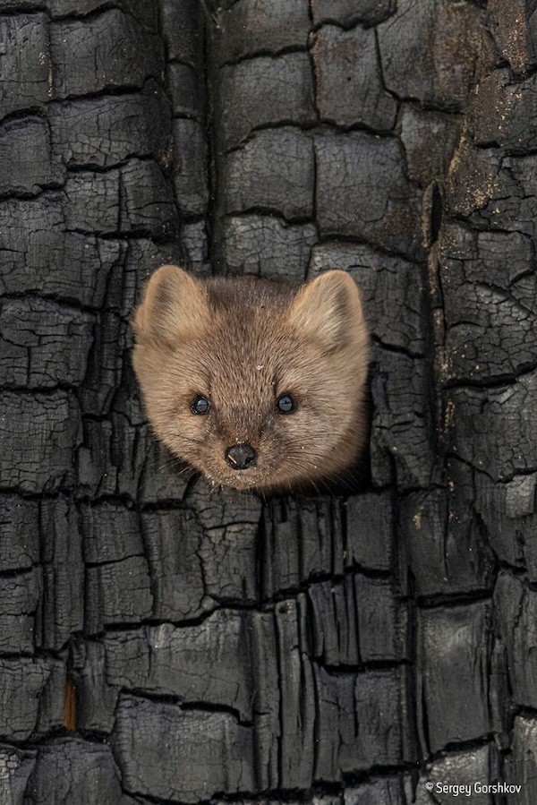 Təbiətin ən gülməli anları - FOTOLAR