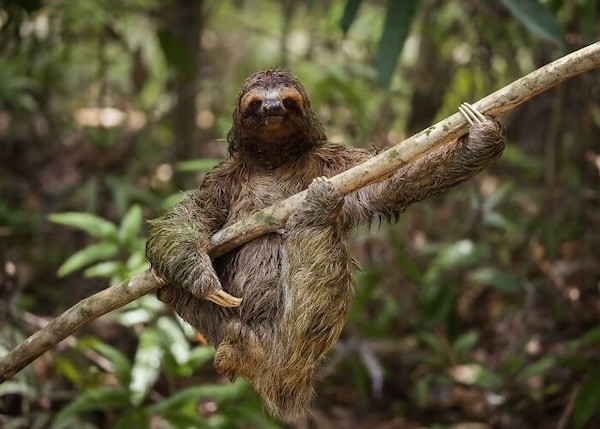 Təbiətin ən gülməli anları - FOTOLAR