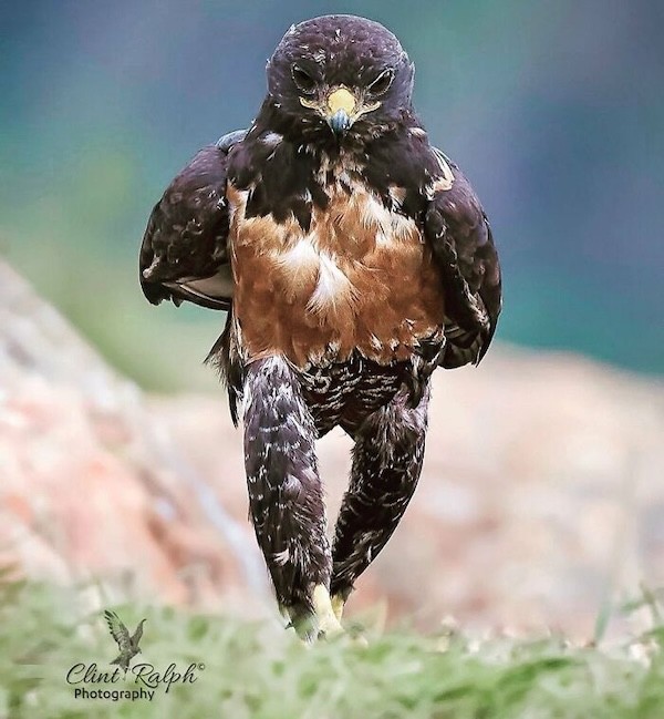 Təbiətin ən gülməli anları - FOTOLAR