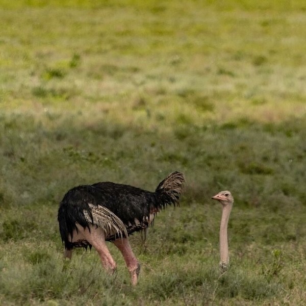 Təbiətin ən gülməli anları - FOTOLAR