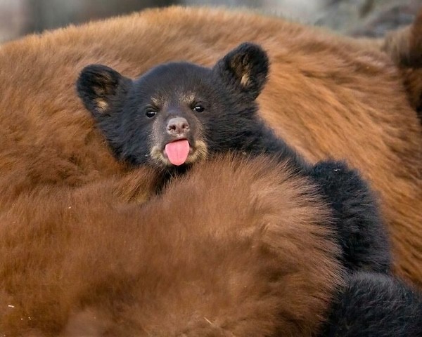 Təbiətin ən gülməli anları - FOTOLAR