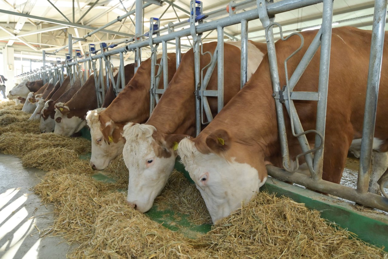 Cəlilabad Dövlət Peşə Təhsil Mərkəzinə infotur təşkil olundu - FOTOLAR