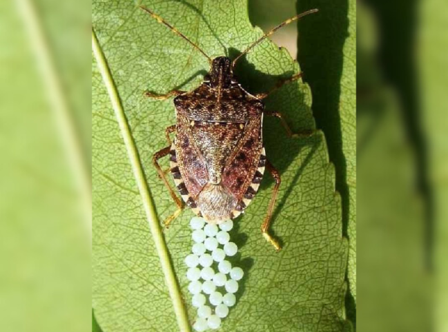 Bu zərərvericiləri əllə toplayıb məhv edin - FOTOLAR