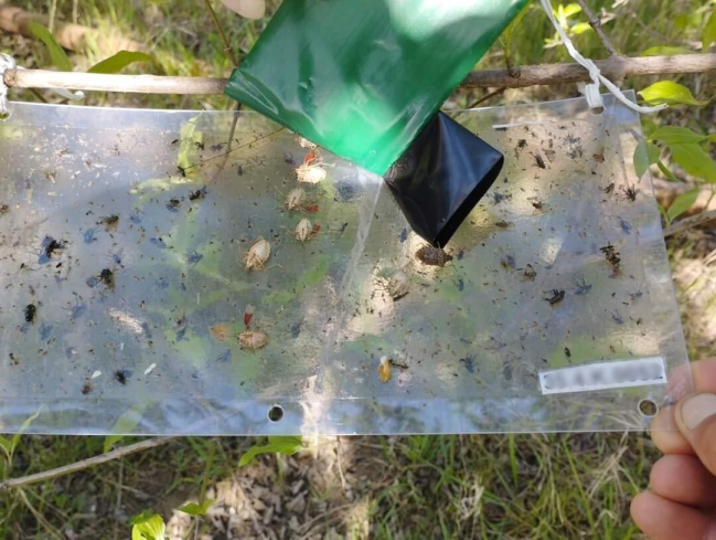 Bu zərərvericiləri əllə toplayıb məhv edin - FOTOLAR